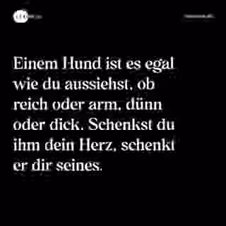 Einem Hund ist es egal wie du aussiehst, ob reich oder arm, dünn oder dick. Schenkst du ihm dein Herz, schenkt er dir seines. - Spruch Bild
